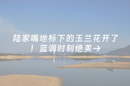 陆家嘴地标下的玉兰花开了！蓝调时刻绝美→