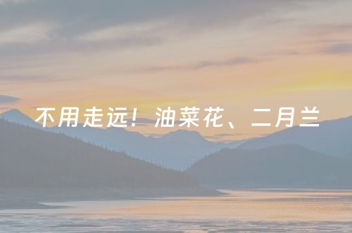 不用走远！油菜花、二月兰，这200亩花海，承包你的春天