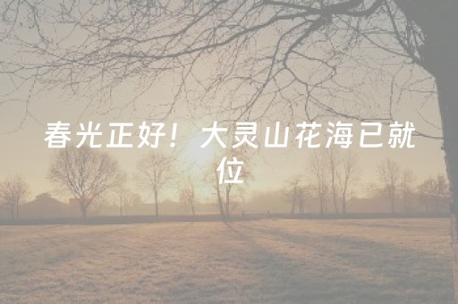 春光正好！大灵山花海已就位，附花季公告