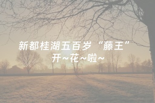 新都桂湖五百岁“藤王” 开~花~啦~