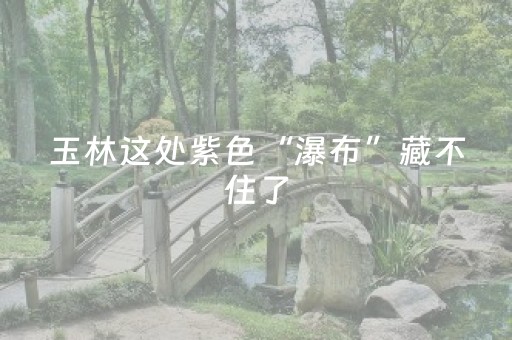 玉林这处紫色“瀑布”藏不住了，很多人都去看