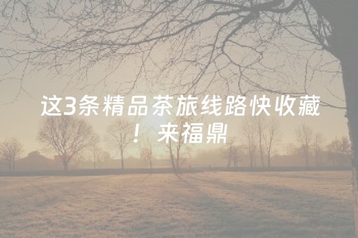 这3条精品茶旅线路快收藏！来福鼎，这样玩才够味！