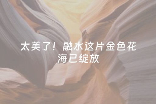 太美了！融水这片金色花海已绽放，地点就在→