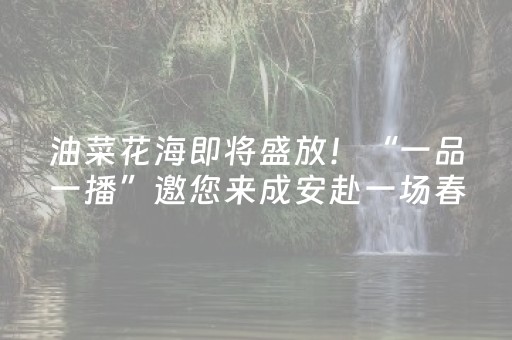 油菜花海即将盛放！“一品一播”邀您来成安赴一场春日之约