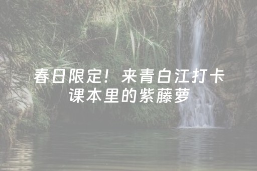 春日限定！来青白江打卡课本里的紫藤萝