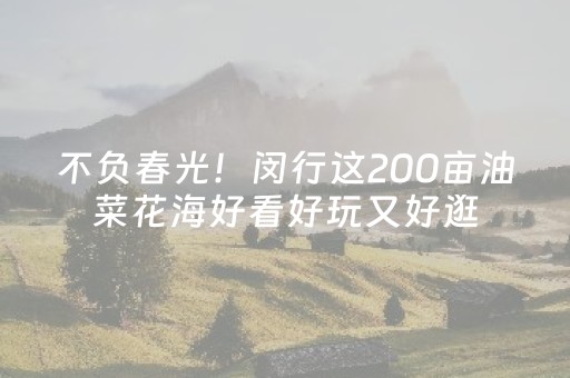 不负春光！闵行这200亩油菜花海好看好玩又好逛