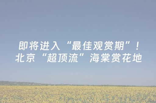 即将进入“最佳观赏期”！北京“超顶流”海棠赏花地来了