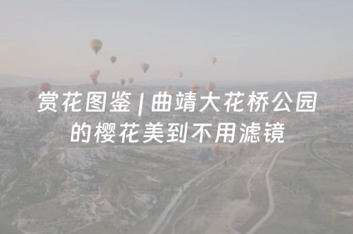 赏花图鉴 | 曲靖大花桥公园的樱花美到不用滤镜