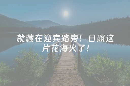 就藏在迎宾路旁！日照这片花海火了！