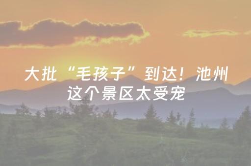 大批“毛孩子”到达！池州这个景区太受宠