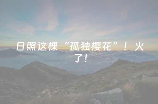 日照这棵“孤独樱花”！火了！