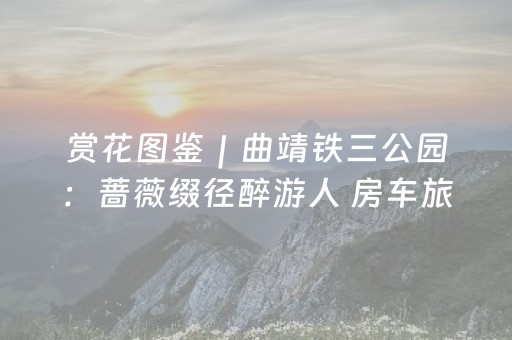 赏花图鉴｜曲靖铁三公园：蔷薇缀径醉游人 房车旅居享悠然