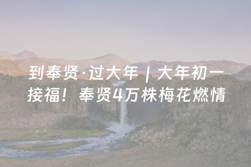 到奉贤·过大年｜大年初一接福！奉贤4万株梅花燃情绽放，住光明小木屋把春天睡进梦里