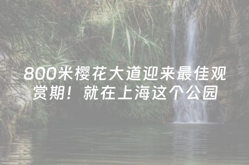 800米樱花大道迎来最佳观赏期！就在上海这个公园→