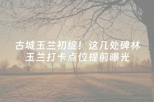 古城玉兰初绽！这几处碑林玉兰打卡点位提前曝光