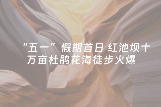 “五一”假期首日 红池坝十万亩杜鹃花海徒步火爆