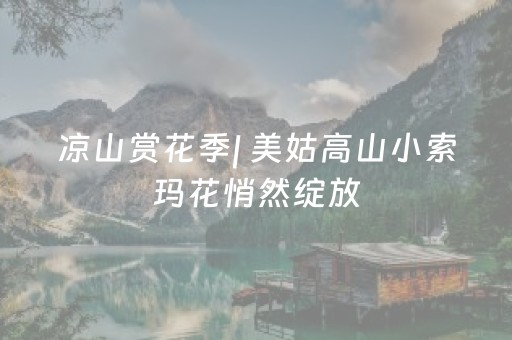 凉山赏花季| 美姑高山小索玛花悄然绽放