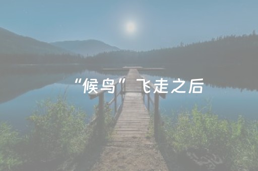 “候鸟”飞走之后